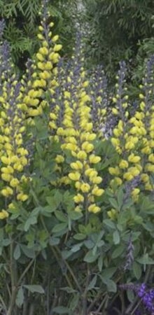 Baptisia 'Lemon Meringue' geen maat specificatie 0,55L/P9cm - image 1