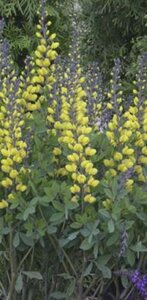 Baptisia 'Lemon Meringue' geen maat specificatie 0,55L/P9cm