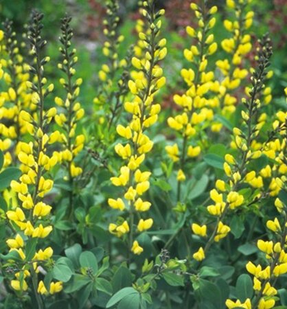 Baptisia 'Lemon Meringue' geen maat specificatie 0,55L/P9cm - image 2