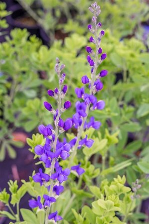 Baptisia 'Purple Smoke' geen maat specificatie 0,55L/P9cm - afbeelding 1