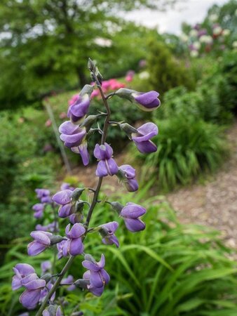 Baptisia 'Purple Smoke' geen maat specificatie 0,55L/P9cm - afbeelding 2
