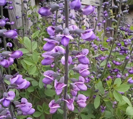 Baptisia 'Purple Smoke' geen maat specificatie 0,55L/P9cm - afbeelding 3