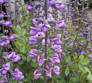 Baptisia 'Purple Smoke' geen maat specificatie 0,55L/P9cm - afbeelding 3