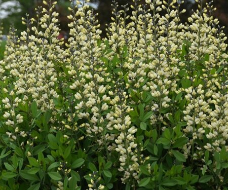 Baptisia 'Vanilla Cream' geen maat specificatie 0,55L/P9cm