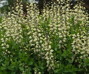Baptisia 'Vanilla Cream' geen maat specificatie 0,55L/P9cm