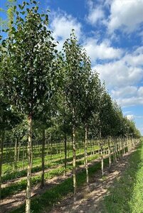 Betula albosin. 'Fascination' 10-12 Hoogstam draadkluit - afbeelding 3