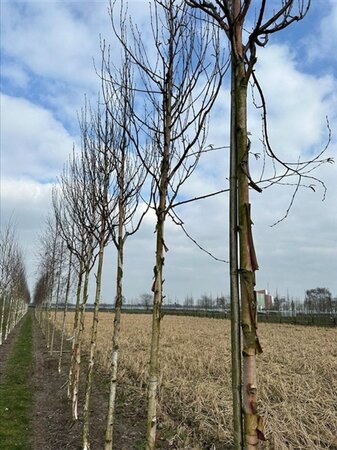 Betula albosin. 'Fascination' 10-12 Hoogstam draadkluit - afbeelding 4