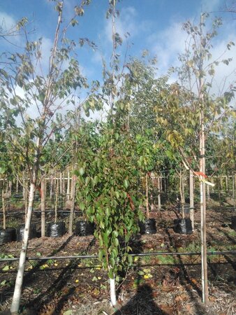 Betula albosin. 'Fascination' 10-12 Hoogstam draadkluit - afbeelding 5