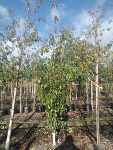 Betula albosin. 'Fascination' 10-12 Hoogstam draadkluit - afbeelding 5