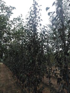 Betula albosin. 'Fascination' 10-12 Hoogstam wortelgoed