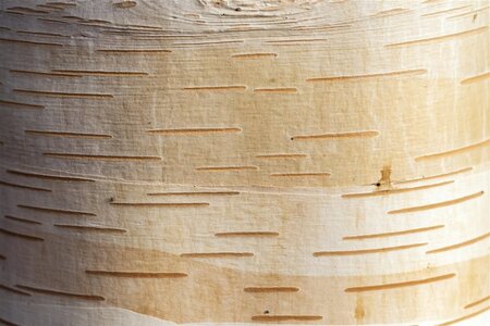 Betula albosinensis 12-14 cm draadkluit geveerd 2 X verplant - afbeelding 6