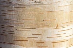 Betula albosinensis 8-10 cm wortelgoed geveerd - afbeelding 6