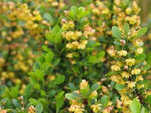 Berberis buxifolia 'Nana' 30-40 cm cont. 3,0L