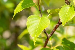 Betula ermanii 10-12 Hoogstam draadkluit - afbeelding 4