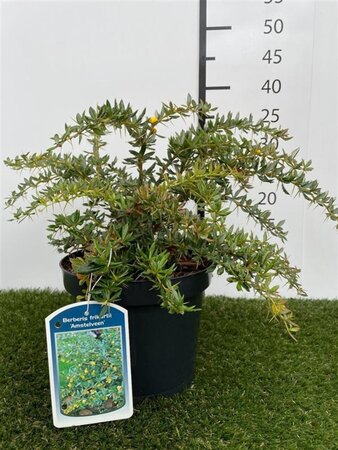 Berberis frikartii 'Amstelveen' 25-30 cm cont. 3,0L - afbeelding 4