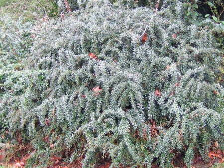 Berberis frikartii 'Amstelveen' 25-30 cm cont. 3,0L - afbeelding 1