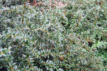 Berberis frikartii 'Amstelveen' 25-30 cm cont. 3,0L - afbeelding 3