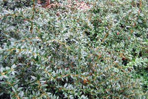 Berberis frikartii 'Amstelveen' 30-40 cm cont. 10L - afbeelding 3
