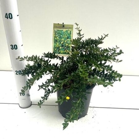 Berberis frikartii 'Telstar' 25-30 cm cont. 2,0L - afbeelding 1