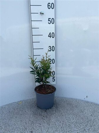 Berberis julianae 25-30 cm cont. 2,0L