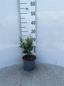 Berberis julianae 25-30 cm cont. 2,0L