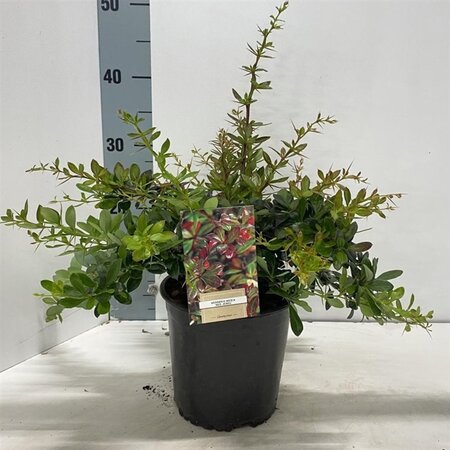 Berberis media 'Red Jewel' 25-30 cm cont. 2,0L