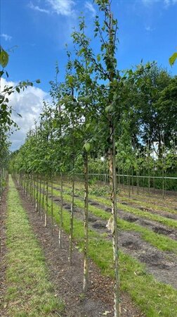 Betula nigra 12-14 Hoogstam draadkluit 2 X verplant - afbeelding 4