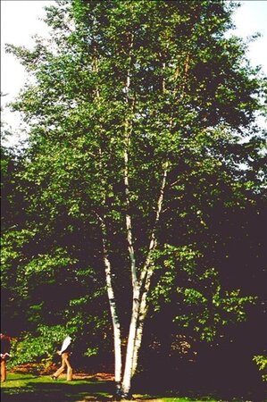 Betula papyrifera 10-12 Hoogstam wortelgoed - afbeelding 2
