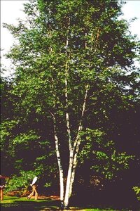 Betula papyrifera 10-12 Hoogstam wortelgoed - afbeelding 2