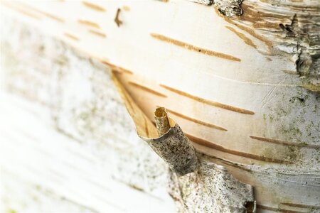 Betula papyrifera 10-12 Hoogstam wortelgoed - afbeelding 1