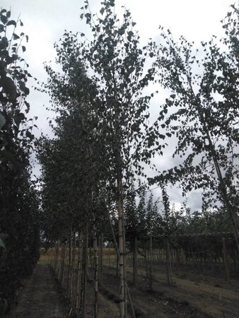 Betula pendula=verrucosa=alba 12-14 Hoogstam wortelgoed 2 X verplant - afbeelding 4