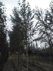 Betula pendula=verrucosa=alba 12-14 Hoogstam wortelgoed 2 X verplant - afbeelding 4