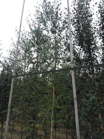 Betula pendula=verrucosa=alba 12-14 cm wortelgoed geveerd 2 X verplant - afbeelding 1