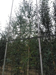 Betula pendula=verrucosa=alba 12-14 cm wortelgoed geveerd 2 X verplant