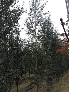 Betula pendula=verrucosa=alba 14-16 Hoogstam draadkluit 2 X verplant - afbeelding 5