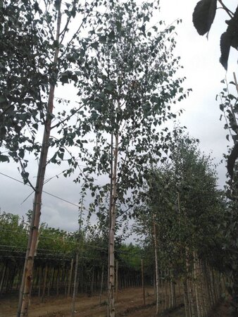 Betula pendula=verrucosa=alba 14-16 Hoogstam draadkluit 2 X verplant - afbeelding 4