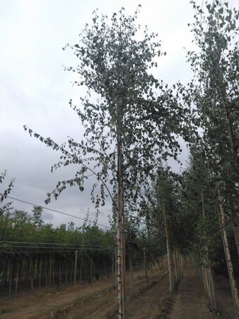 Betula pendula=verrucosa=alba 16-18 Hoogstam draadkluit 3 X verplant - afbeelding 4