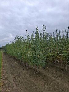 Betula pendula=verrucosa=alba 175-200 cm WRB multi-stem - image 3