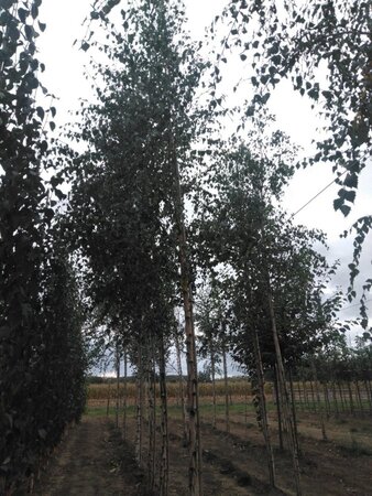 Betula pendula=verrucosa=alba 18-20 Hoogstam draadkluit 3 X verplant - afbeelding 4