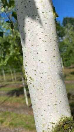 Betula pendula=verrucosa=alba 18-20 Hoogstam draadkluit 3 X verplant - afbeelding 8