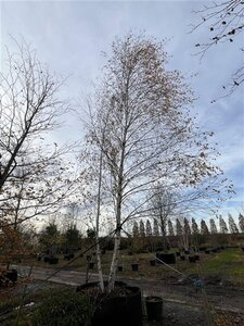 Betula pendula=verrucosa=alba 700-800 cm draadkluit meerstammig