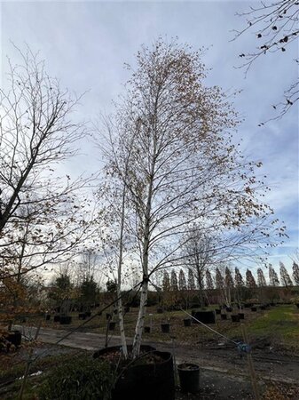 Betula pendula=verrucosa=alba 700-800 cm WRB multi-stem
