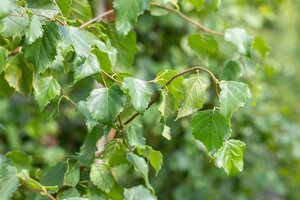 Betula pendula=verrucosa=alba 70-80 HO draadkluit - afbeelding 2