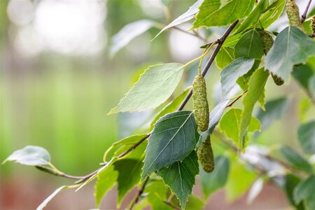 Betula p. 'Fastigiata' 25-30 cm draadkluit geveerd - afbeelding 1