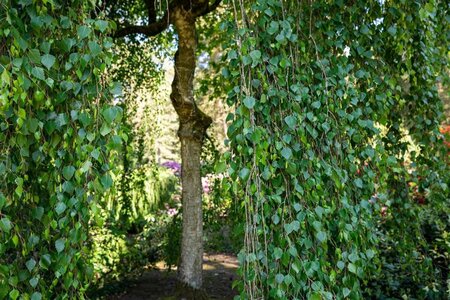 Betula p. 'Tristis' 30-35 Hoogstam draadkluit 4 X verplant