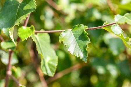 Betula pubescens 300-350 cm draadkluit meerstammig extra - afbeelding 1