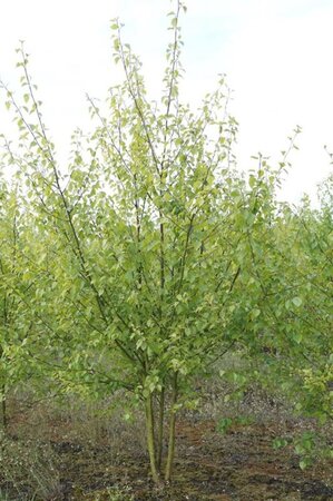 Betula pubescens 400-450 cm WRB multi-stem - image 3