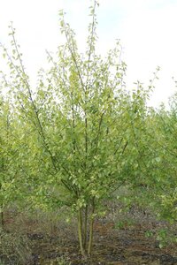 Betula pubescens 400-450 cm WRB multi-stem - image 3