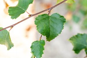 Betula pubescens 500-550 cm WRB multi-stem - image 2