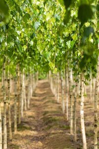 Betula p. 'Youngii' 12-14 Hoogstam draadkluit 2 X verplant - afbeelding 2